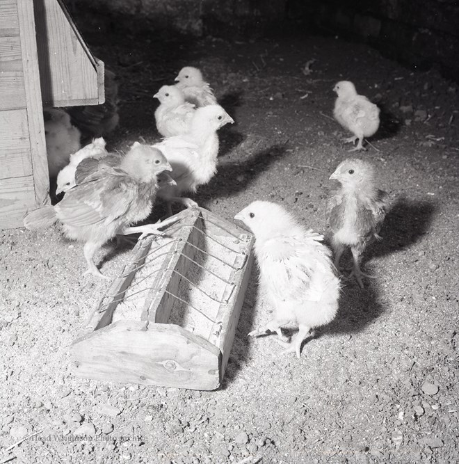 Whitby Chicks 17/03/1967