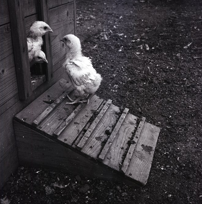 Whitby Chicks 17/03/1975