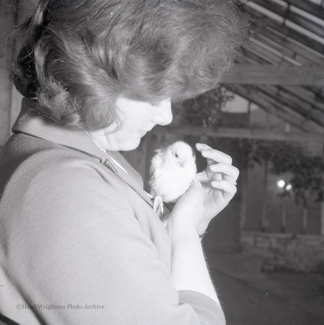 Whitby Chicks 17/03/1980