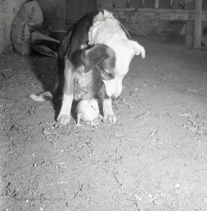 Whitby Chicks 17/03/1983