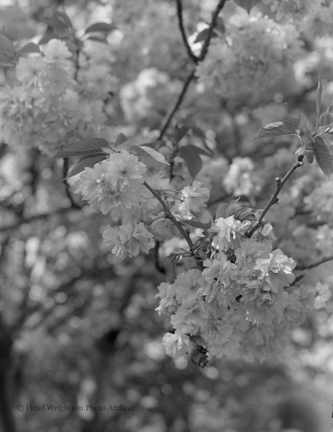 Flowering Cherry Tree - Acklam Road