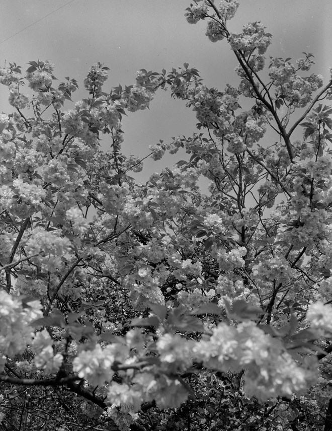 Flowering Cherry Tree - Acklam Road