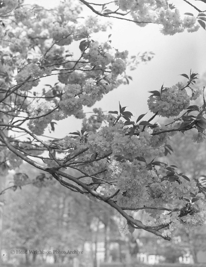 Flowering Cherry Tree - Acklam Road