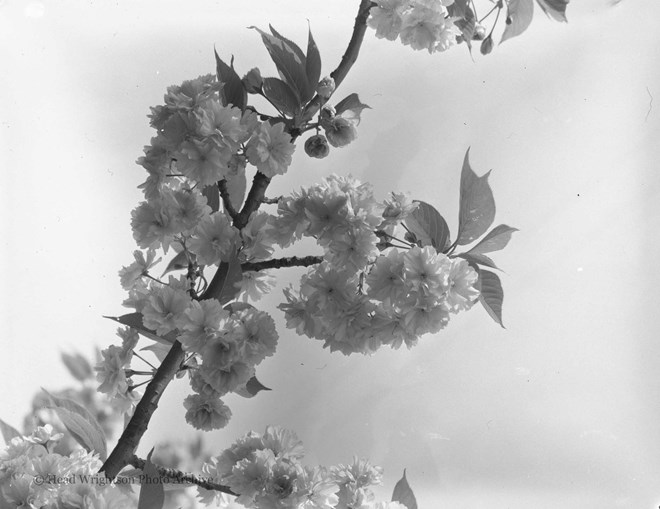 Flowering Cherry Tree - Acklam Road