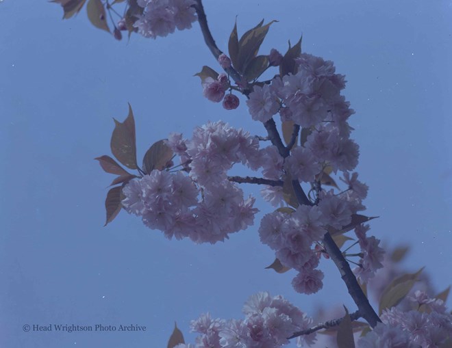 Flowering Cherry Wright Ahead