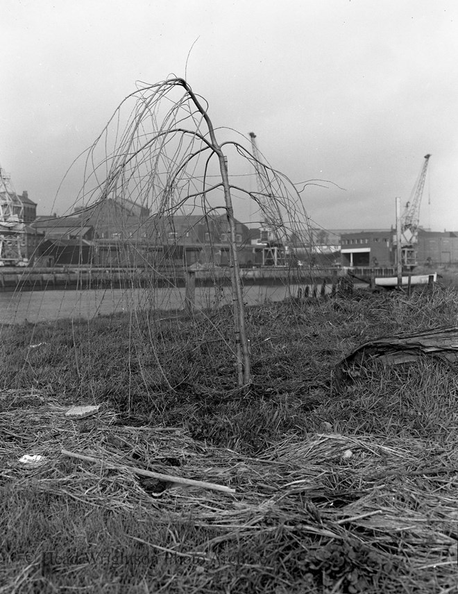 Willow Tree Planted by Riverside